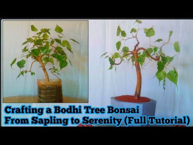 Crafting a Bodhi Tree Bonsai: From Sapling to Serenity (Full Tutorial) |  story 63 #bonsai #ficus