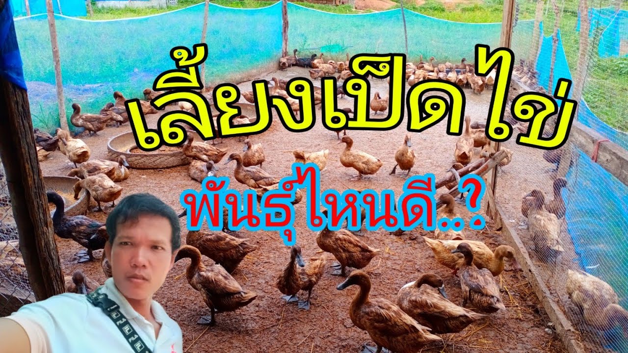 เลี้ยงเป็ดไข่พันธุ์ไหนดี..?