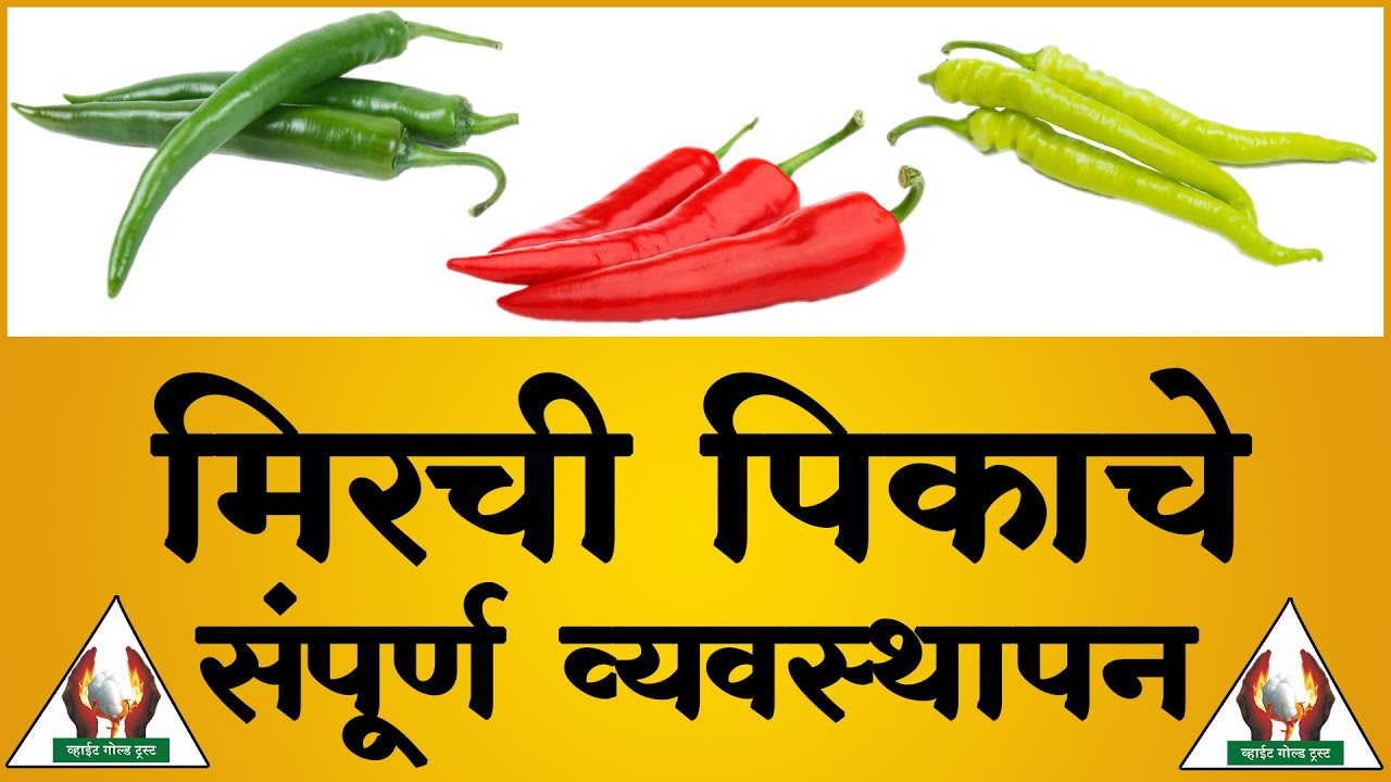 मिरची संपूर्ण व्यवस्थापन
