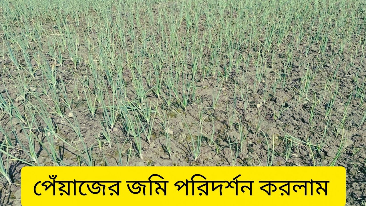 পেঁয়াজের জমি পরিদর্শন করলাম।