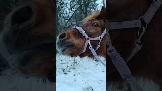 I Love This Biothane Bridle From Maaikes Stal En Style