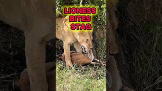 lioness bites stag #shortvideo #lioness #stage #predator #wildlife #fyp