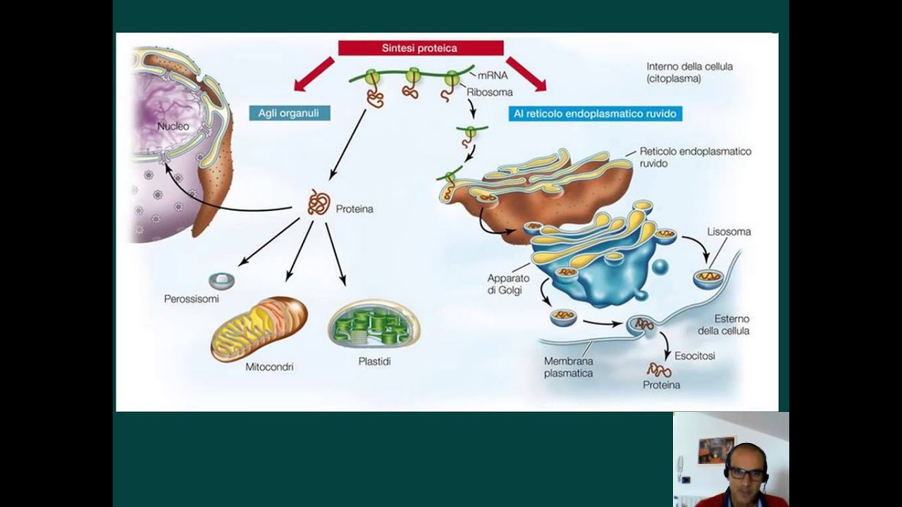 La sintesi proteica completa HD