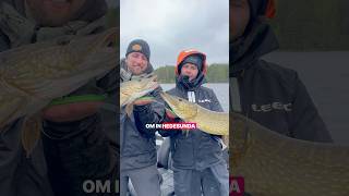 Wat een trip! #snoek #zweden #visgids #roofvis #vakantie #vissen #fishing