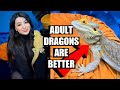 I Adopted A BEARDED DRAGON! (And why you should too)