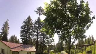 Tree Climbing And Removal 2014