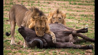 Most Top 10 Wildest Animal In The World If You See Them Just Run