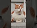 Unbelievably cute cats to brighten your feed ☀️ #cute #furbaby #shorts