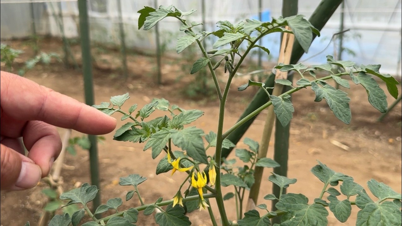 【トマト栽培】トマト芽かきのやり方と水やり 26/5/25