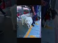 Me pareció ver un lindo perrito 🐕 🐶🇨🇴 #perrosadorables #perritoscallejeros #perritos_amor_felicidad
