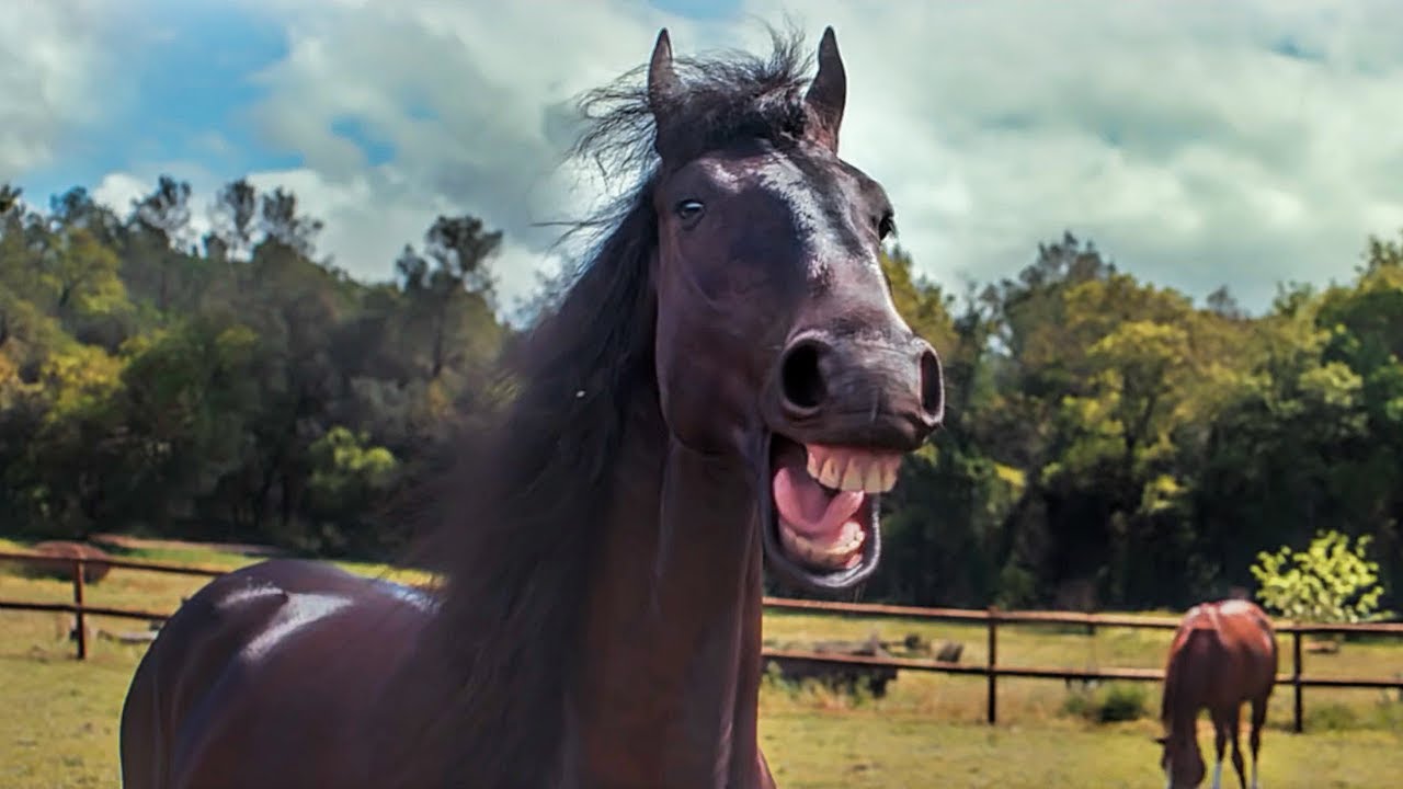 Vídeo engraçado - corrida de cavalo - kkkkk 