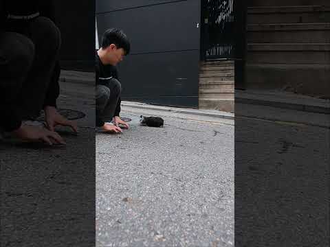 앙! 앙! 강아지짖는소리 강아지울음소리
