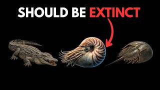 Animals That Refused to Evolve — And Survived