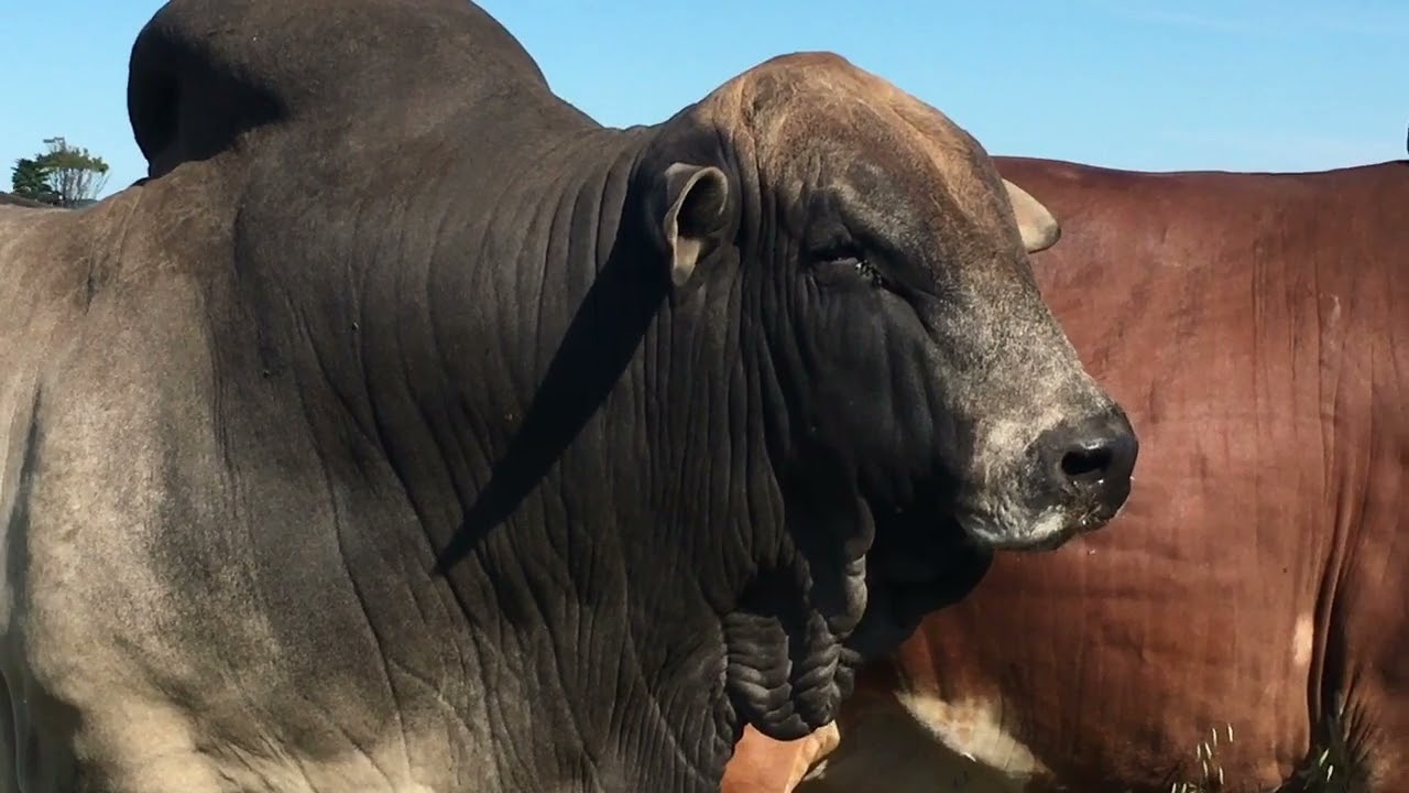 Cape Prestige Boran Auction - 13 November 2021, Mossel Bay