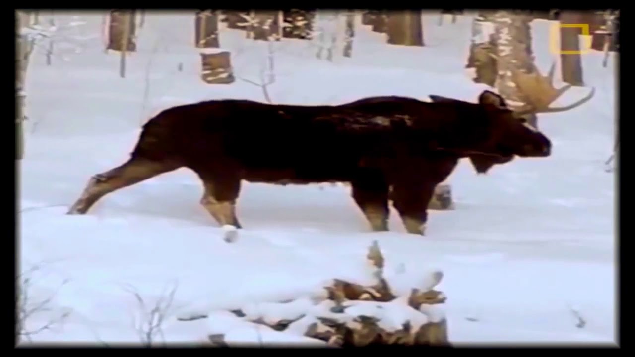 Лось скидывает рога The elk throws off horns