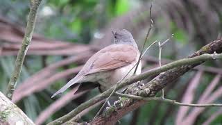 Pale-breasted Thrush (Turdus leucomelas)