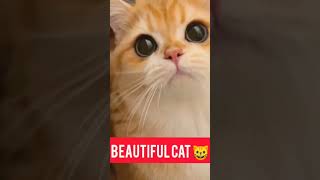 beautiful cat #cat #viralshort #fyp #fypシ゚viral #views  #foryou #youtubeshorts  #fypシ #beautiful