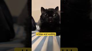 Just A Tiny Blep And Wobble.