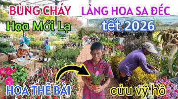 BẤT NGỜ CẬN TẾT BÍNH NGỌ 2026 LÀNG HOA SA ĐÉC BÙNG CHÁY DỮ DỘI TRĂM HOA KHOE SẮC