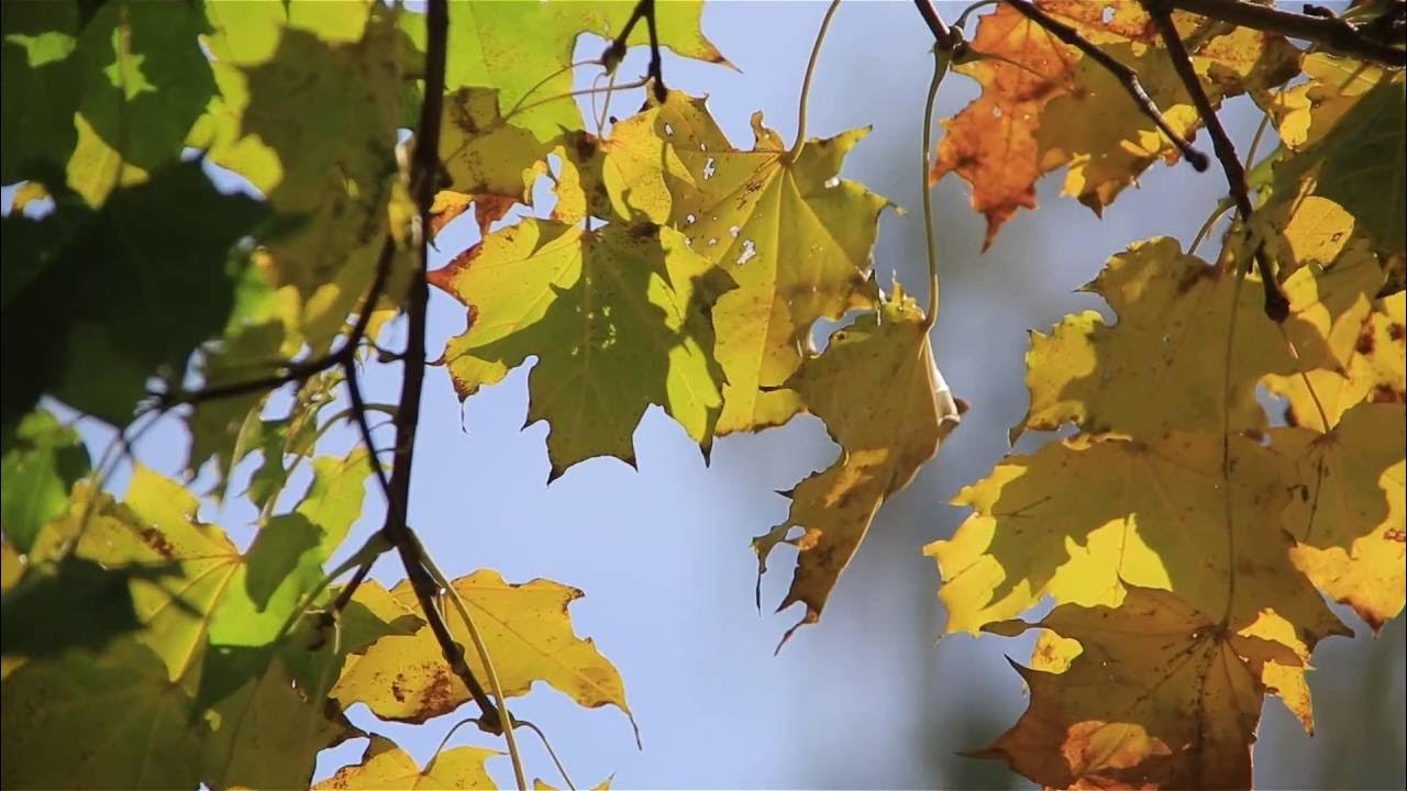Как выглядят листья клипы