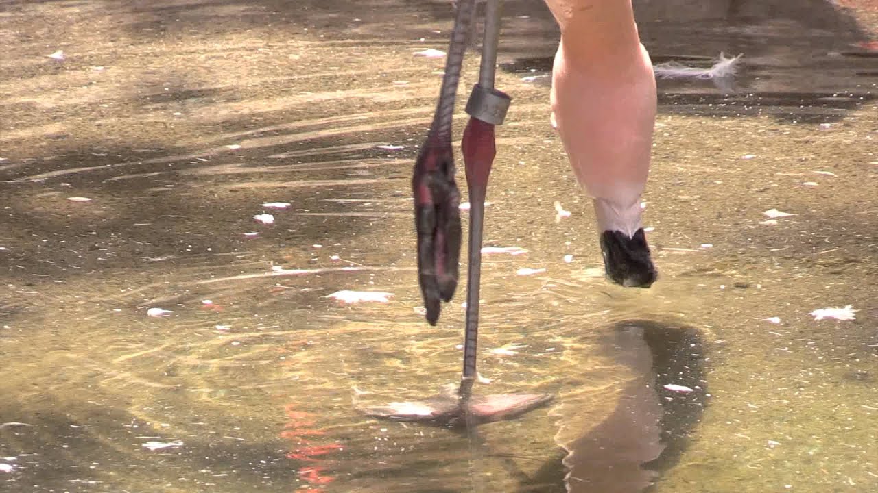 ZooScape app and biologically inspired design