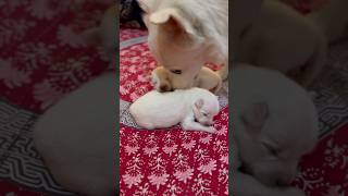 Pomeranian Puppies And Mom Mahiye Jinna Sohna