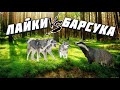 осень 2020 ночная охота на барсука с лайками нашли двух взяли одного натаска кобеля  трофей барсук