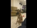 Dog Training and Boarding Athena of Queens NY Dog Training and Boarding Athena of Queens NY