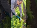 Effortless Harvesting! Electric Handheld Crop Cutter in Action 🌾⚡
