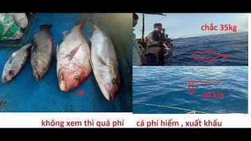 Câu Cá Biển Đông l Câu Dính Loài Cá Quý Hiếm , Và Nhiều Cá Khủng, Của Anh Em Đaklắc Ở Biển Phú Yên