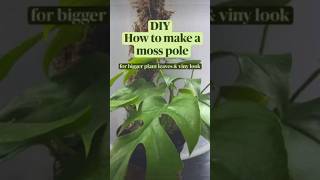 How To Make A DIY Moss Pole For Plants! #howto #ideas #tips #tipsandtricks #hacks #diy #mosspole