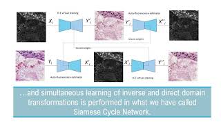 Autofluorescence Image Reconstruction and Virtual Staining for In-Vivo Optical Biopsying algorithm