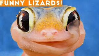 Ultimate Lizard Compilation of 2018 | Funny Pet Videos
