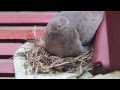 Mourning Dove Nest Feeding Baby