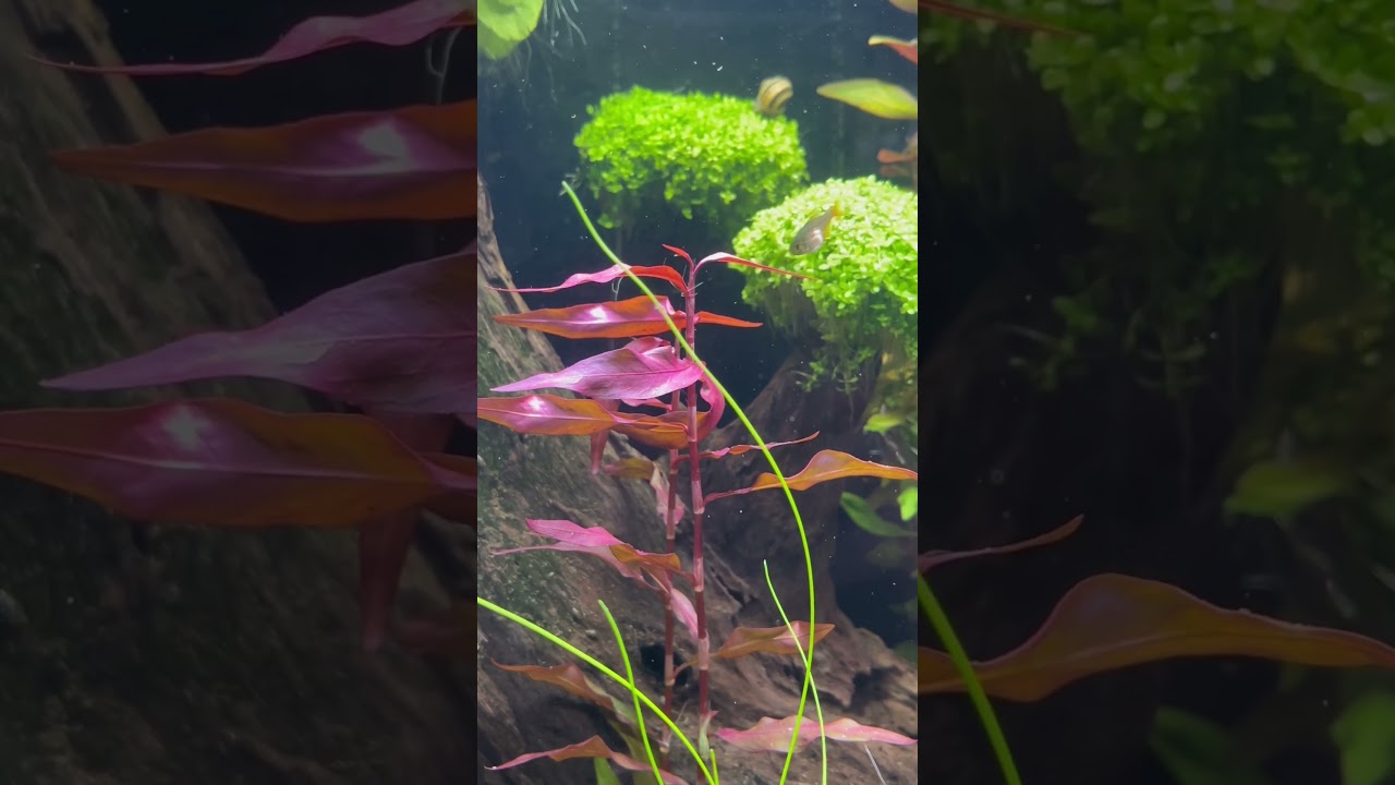 Update „Amazonas Biotop“ Aquarium