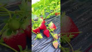 Strawberry Harvest: A Sweet Journey Through the Fields #strawberry #fruit #beautifulfruits #garden