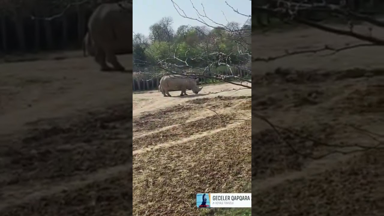 parc zoologique de Paris 🥳