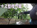 20210709 名瀬方面圃場 ナス収穫・整枝作業