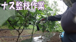 20210709 名瀬方面圃場 ナス収穫・整枝作業