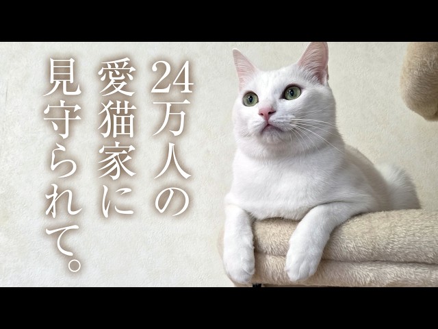 A white cat watched over by 240,000 cat lovers. - YouTube