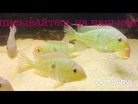 Геофагус Тапажос ( красноголовый)