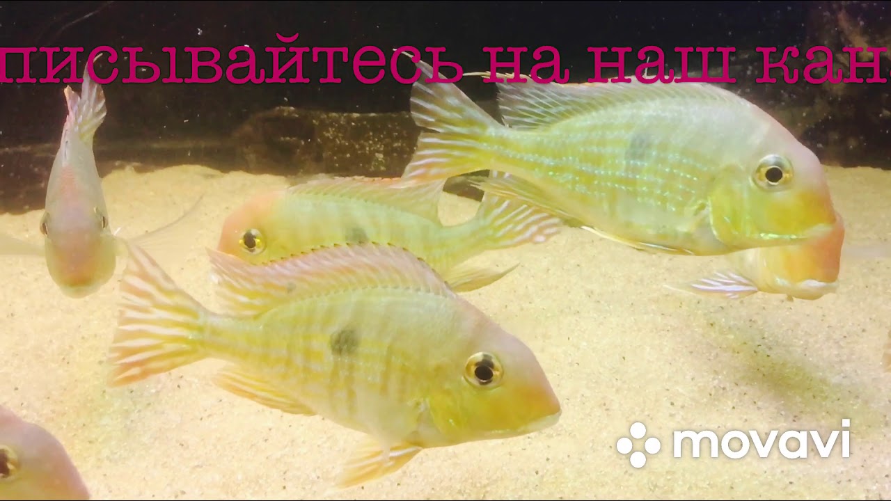 Геофагус Тапажос ( красноголовый)