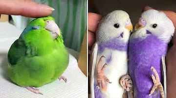 Smart And Funny Parrots Parrot Talking Videos Compilation (2024) - Cute Birds #46