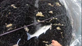 Surf Casting Soft Plastics Fishing for Stripers and Bluefish. Shore Fishing Rhode Island screenshot 1