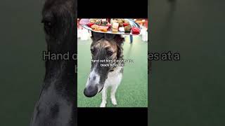 Are you behind? #doglife #dogtraining #borzoi #hosegoat #dog #sighthound #howto #training #milestone