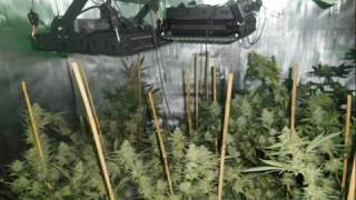 skyline led grow lights and HPS grow room