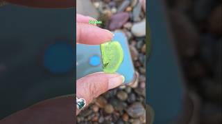 🌊☀️🌊#green #seaglass #beachcombing #seaglasshunting #seatreasures #beachcomber #shorts #beachfinds