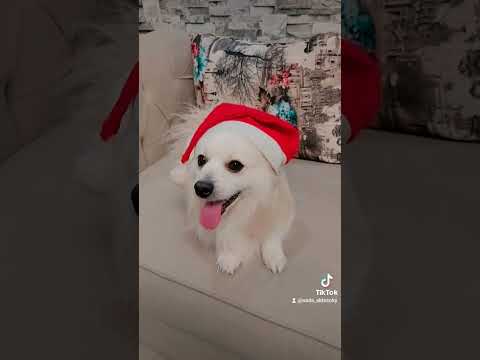 مسولي و صبحو