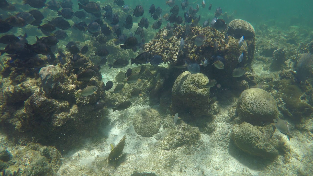 Snorkling in Roatan Honduras