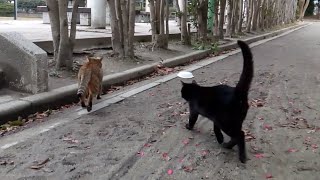 「あっちで遊ぼうニャー」野良猫2匹にベンチに誘導された